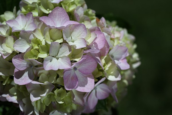 Hydrangea Flower by Joy Watson